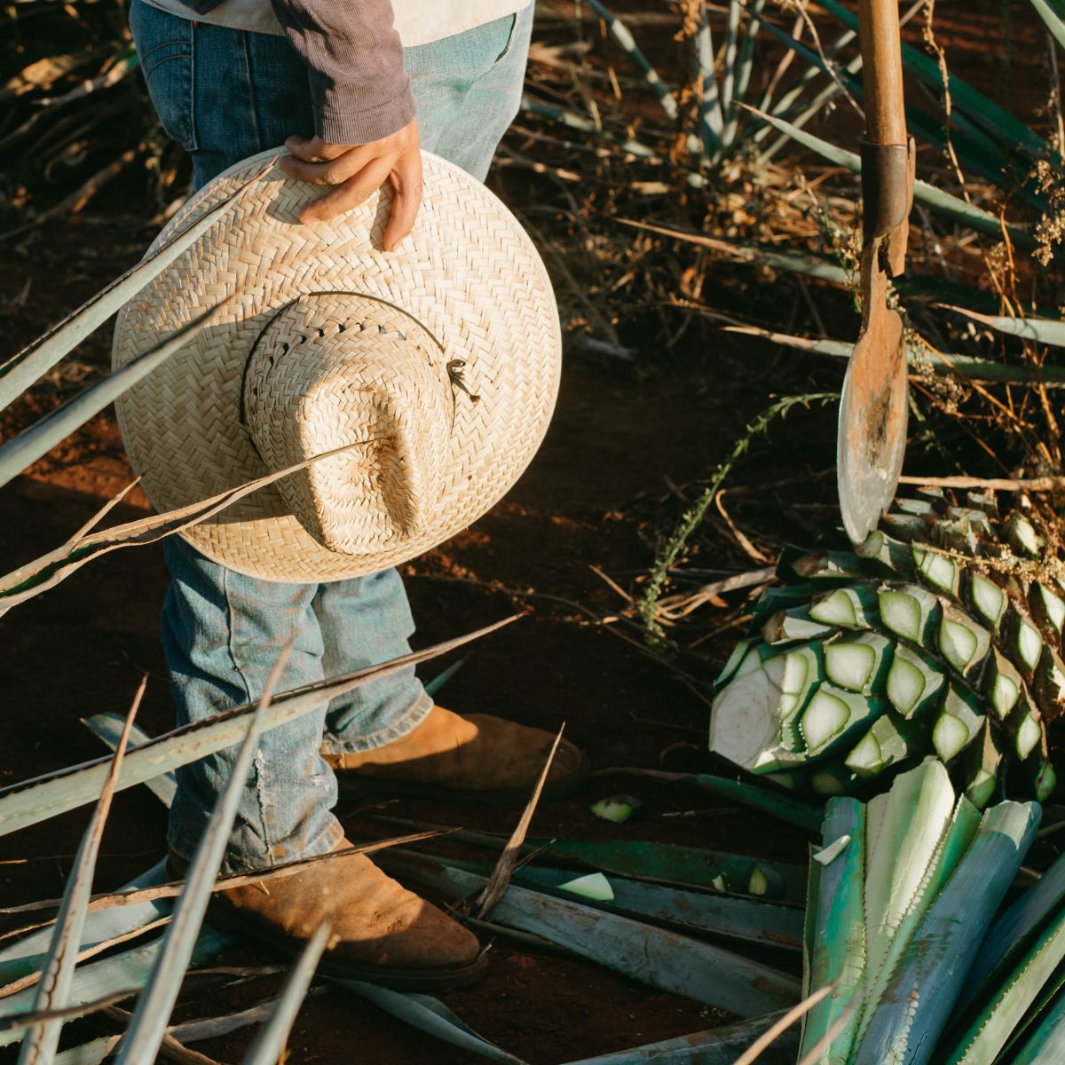 cooking-agave