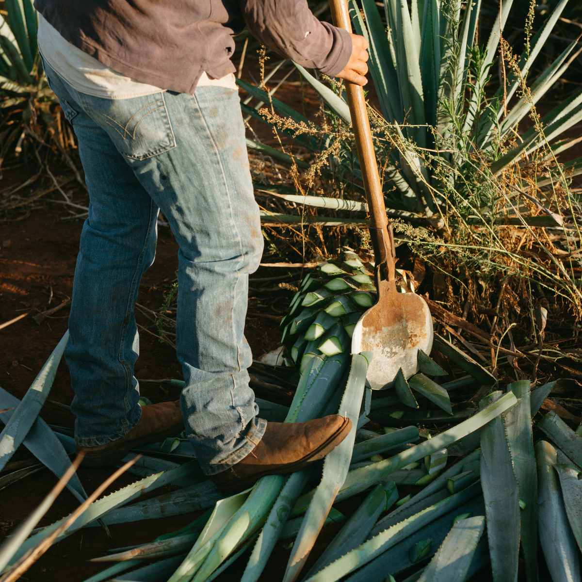 significance-of-agave-harvesting