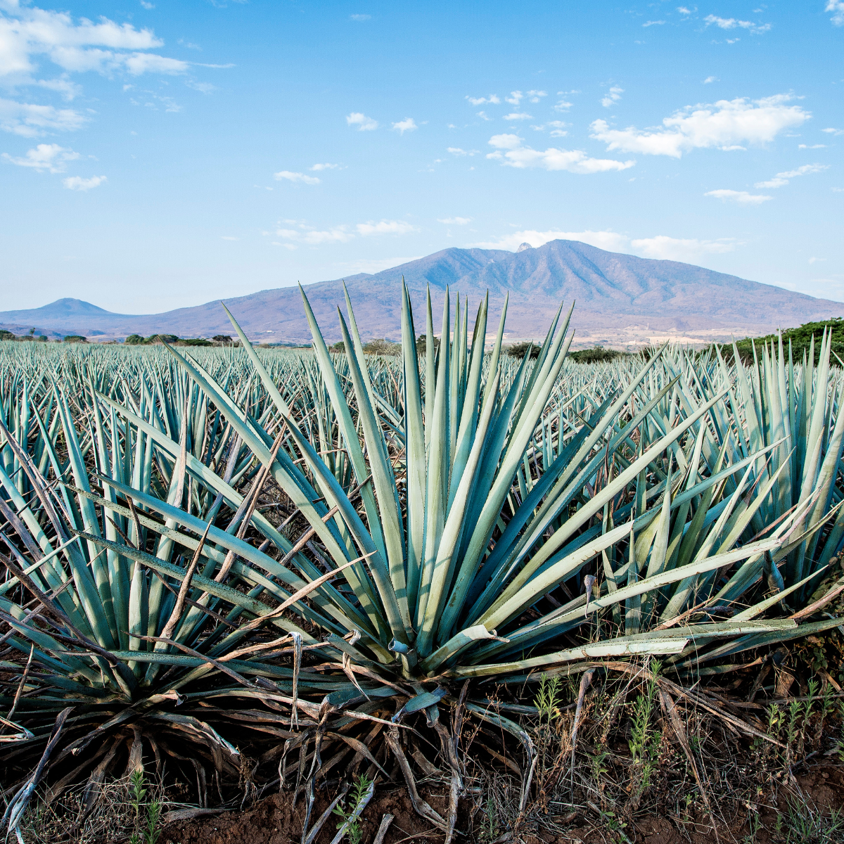sustainability-in-cooking-agave