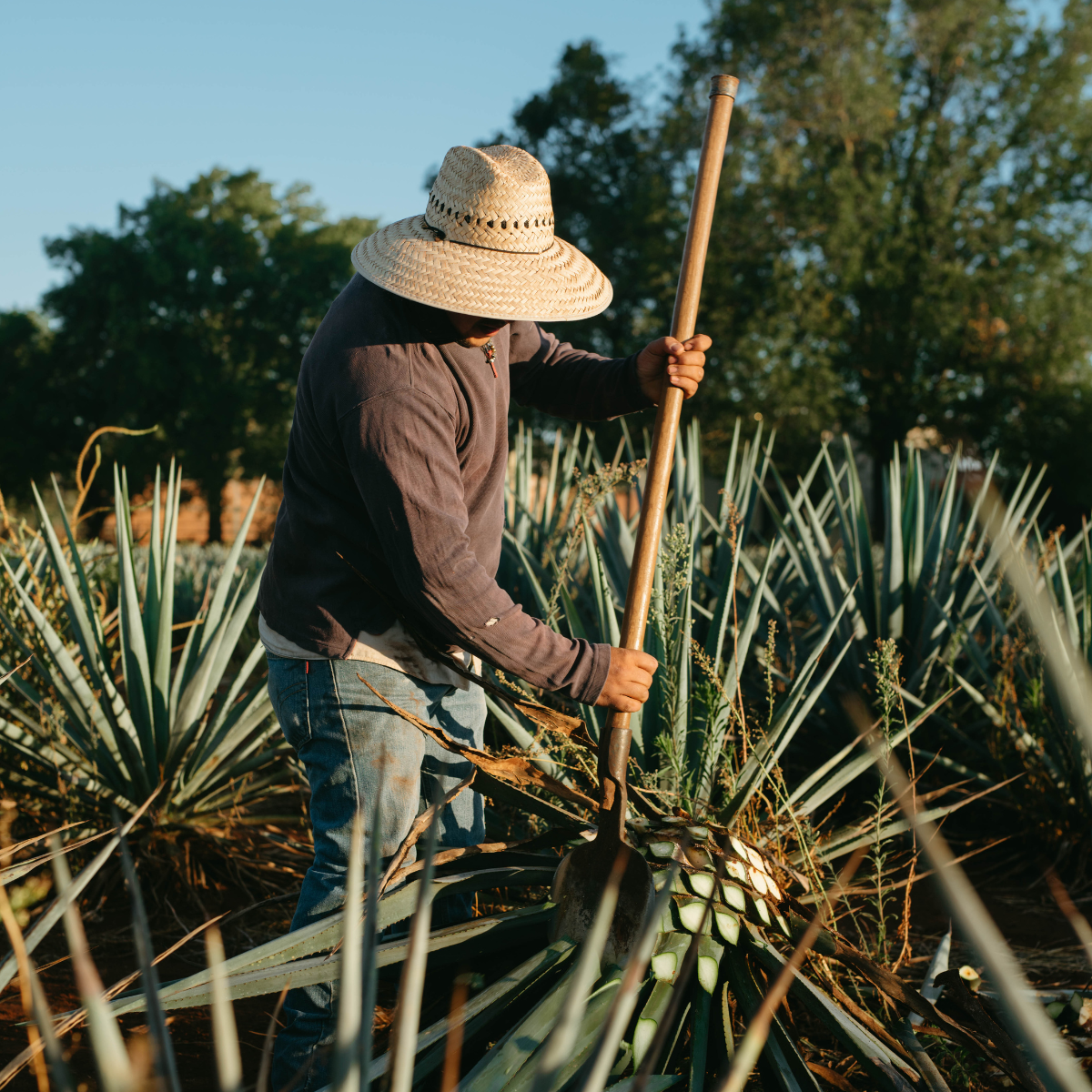 mezcal-vs-sotol